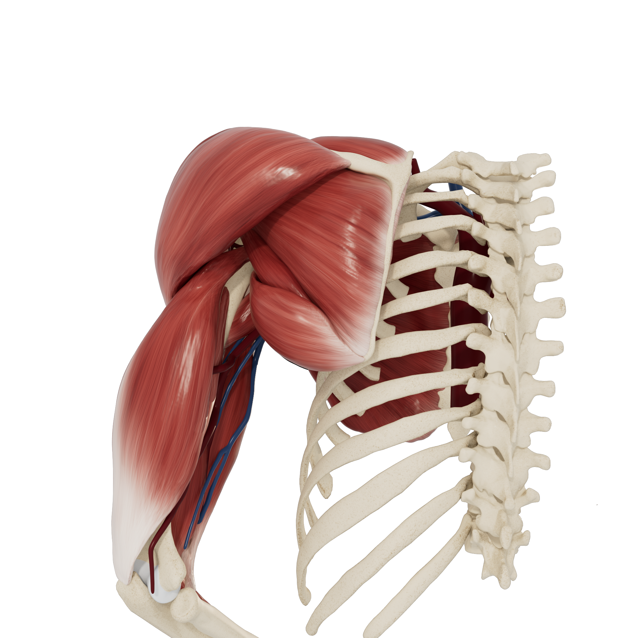 shoulder anatomy posterior view